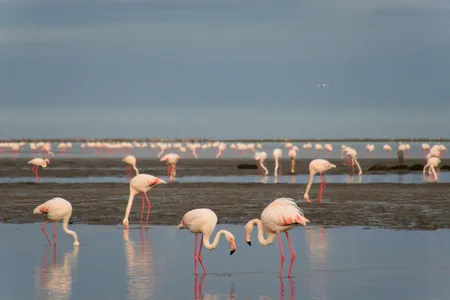 Walvis Bay