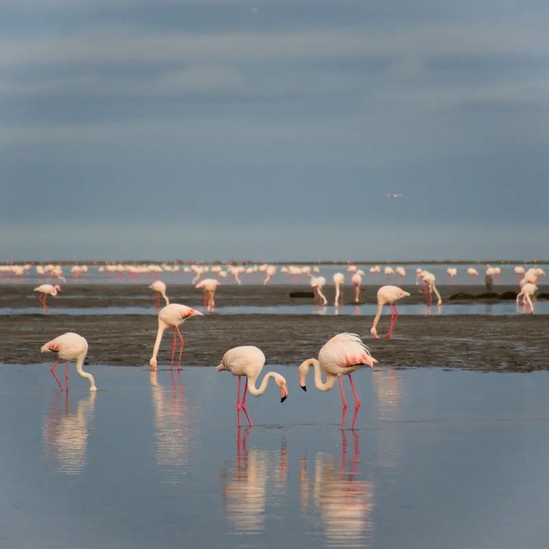 Walvis bay